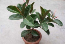 橡皮树的养殖方法和注意事项