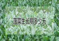 菠菜生长期多少天