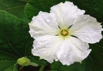 葫芦花是完全花还是不完全花