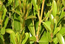 小叶黄杨和大叶黄杨的区别？ 详细介绍