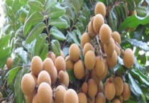 龙眼有哪些营养价值 高产种植技术是怎样的