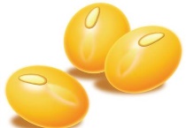 八月豆什么时候播种