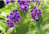 蕾丝金露花怎么养