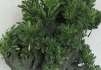 玉麒麟怎么浇水