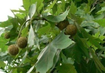 马栗是什么植物