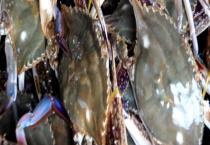 白蟹和梭子蟹有什么不同 梭子蟹不能和什么同食