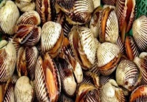 贝类是如何繁殖的 常见贝类有哪些？