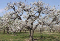 南长滩梨树几月开花