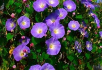 牵牛花籽的功效与作用