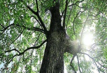 香樟树是什么植物 长什么样 有什么用途