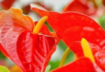 红掌的花期多久会凋谢