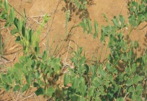 灵草和甘草有何区别？ 有什么形态特点