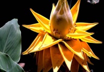 地涌金莲开完花后怎么办？