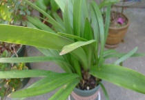 怎么使朱顶红的叶子变短