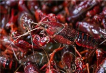 龙虾的养殖多久？