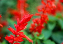 一串红催芽多久？