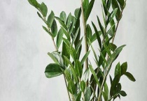 金钱树倒伏怎么办 解决办法是什么？