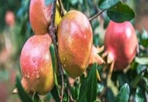 花石榴和果石榴有什么不同 快来看看吧