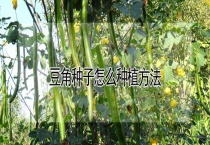豆角种子怎么种植多久？