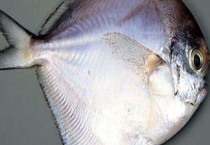 鲳鱼价格大概多少钱一斤？和武昌鱼的四大区别？！鲳鱼的种类