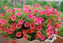 百万小铃枯了怎么挽救