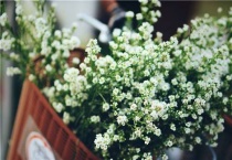 思念花语的花有哪些？