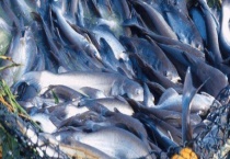 巴沙鱼能不能生吃 主要价值是什么？