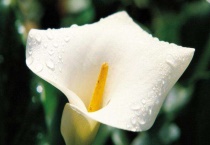 马蹄莲有毒吗？