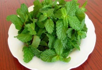 水培薄荷烂根怎么办？