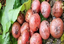 野地瓜是什么东西？附用途