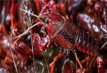 东北喇蛄和小龙虾的区别？