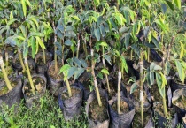 奇楠沉香的特点是什么 其树苗价格大概是多少？