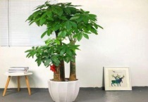 发财树叶子软绵绵的怎么办？