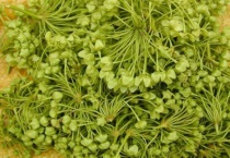 苦藤花的功效与作用