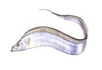 带鱼产地有哪些？生活习性和带鱼的营养价值