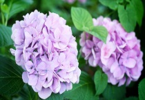 绣球冬天会冻死吗？