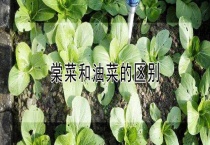 棠菜和油菜的区别？