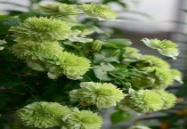 铁线莲小绿介绍