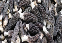 干羊肚菌一斤卖多少钱 用什么泡发方法才可以没有泥沙