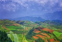 适合盐碱种植中药材