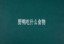 野鸭吃什么食物