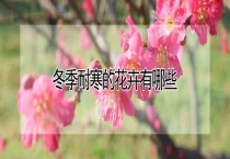 冬季耐寒的花卉有哪些？