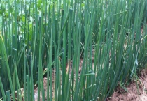 小葱可不可以生吃 生吃小葱有什么好处