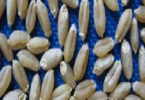 西农9718小麦品种的介绍 西农9718有什么特征