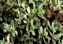 马齿苋与马蜂菜有何不同 附马齿苋怎么食用