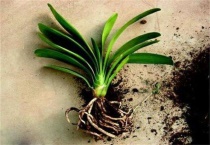 君子兰晾根能晾几天