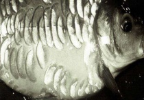 世界十大凶猛淡水鱼排行榜 淡水鱼是什么？