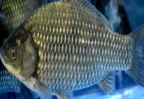 经典钓鲫鱼技巧口诀 详细如下