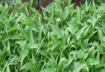 空心菜病虫害防治技术 都有什么危害症状