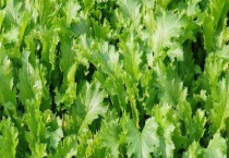 雪里红是一种什么蔬菜 用雪里红腌制酸菜的步骤